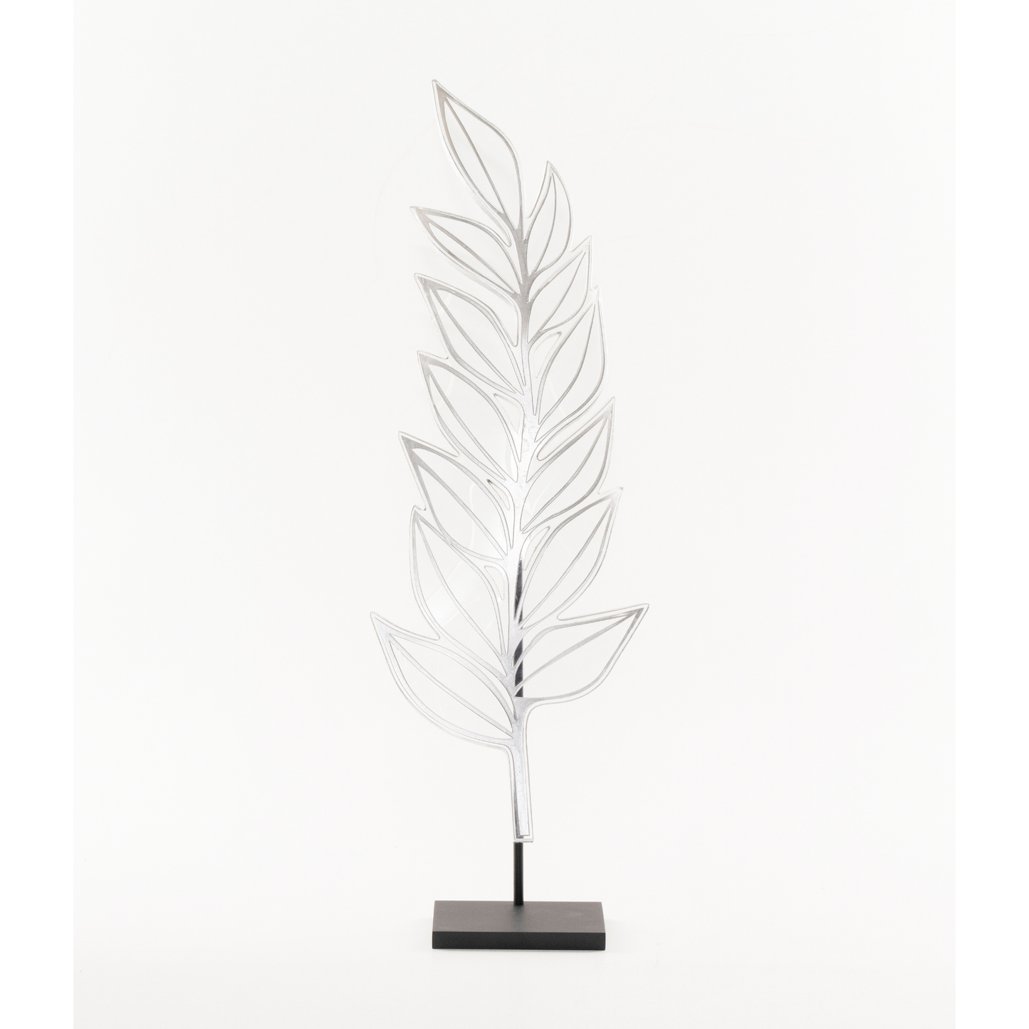 Zamia