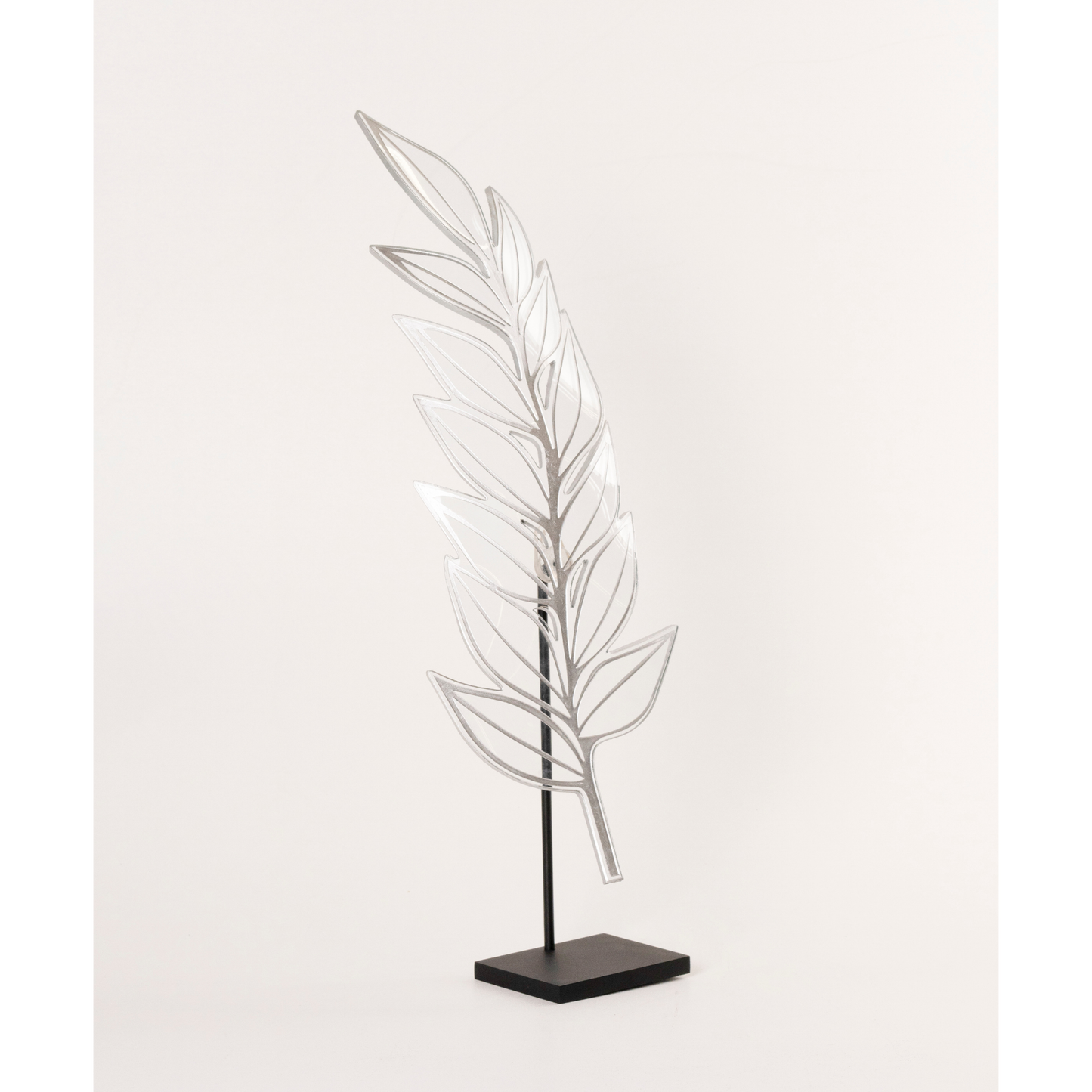 Zamia