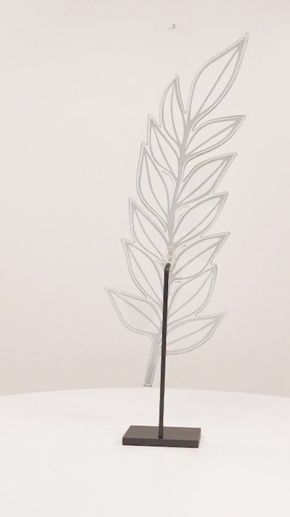 Zamia